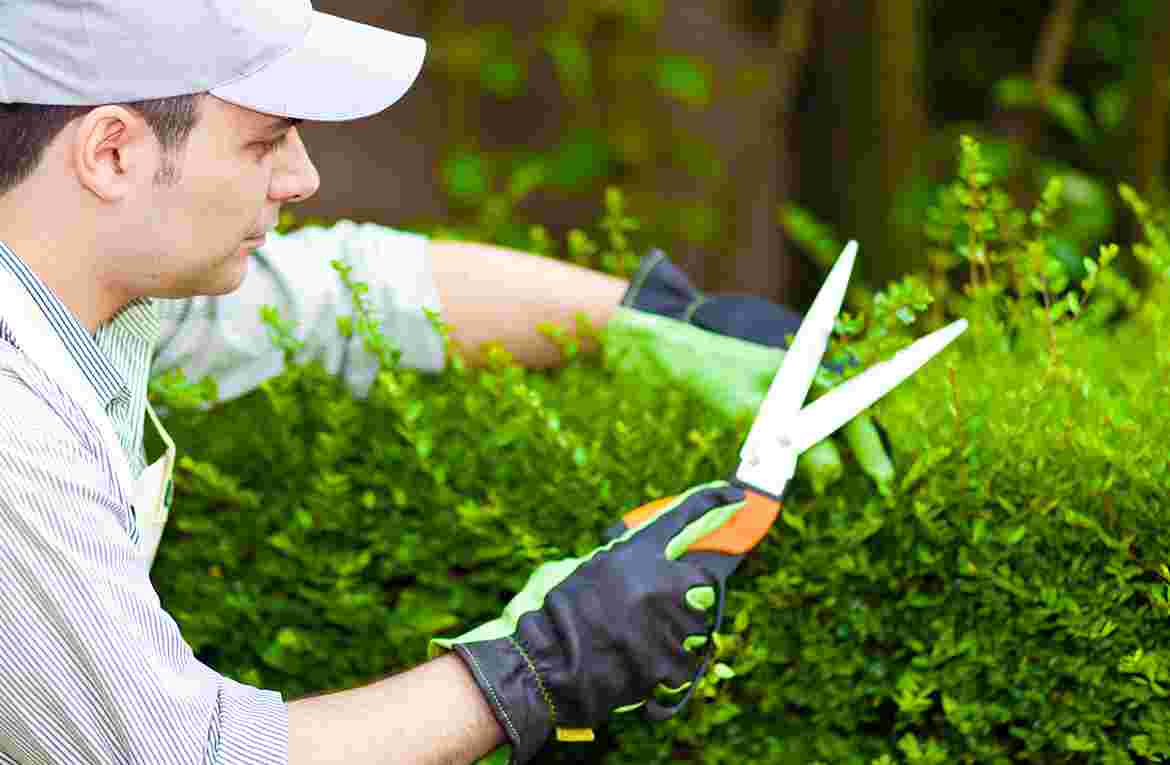 A pair of shears in hedge trimming